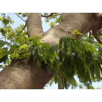 Large Leaved False Thorn