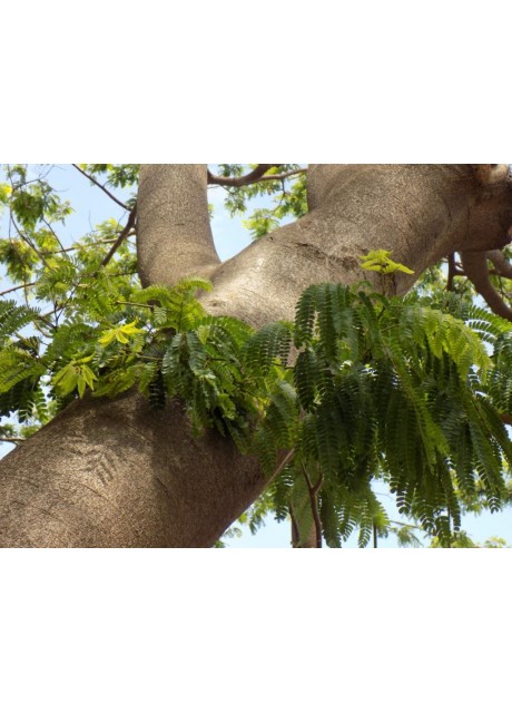 Large Leaved False Thorn