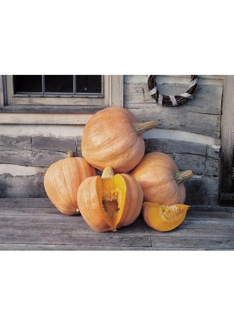 Amish Pie Squash