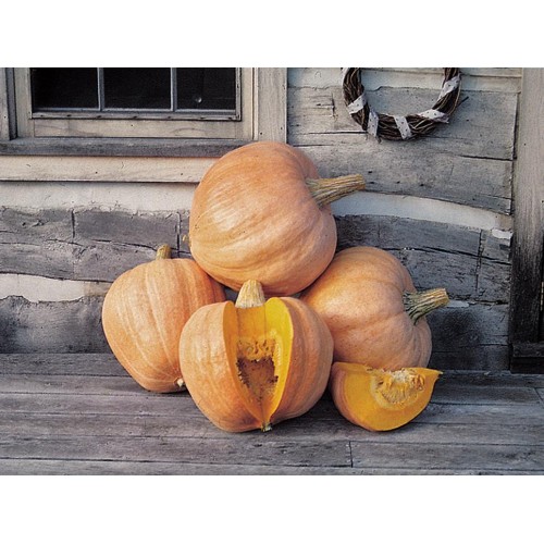 Amish Pie Squash - [category]