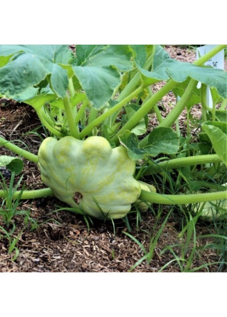 Bennings Green Tint Scallop Squash