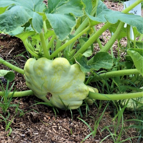 Bennings Green Tint Scallop Squash