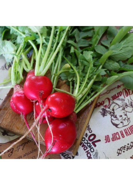 Champion Radish