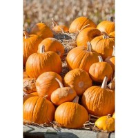 Cherokee Bush Pumpkin