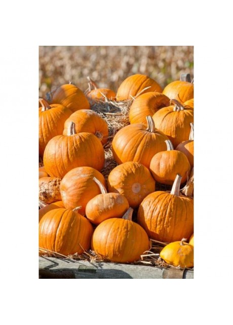 Cherokee Bush Pumpkin