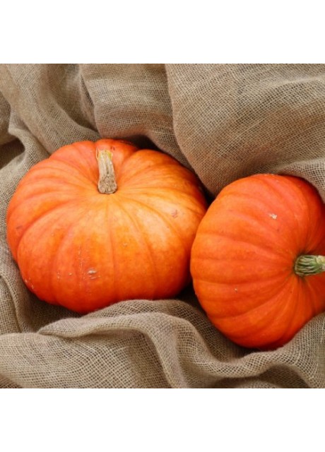 Cinderella Pumpkin