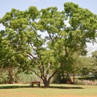 River Bush Willow - Combretum erythrophyllum