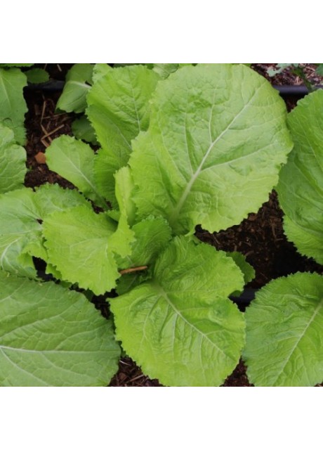 Florida Broadleaf Mustard