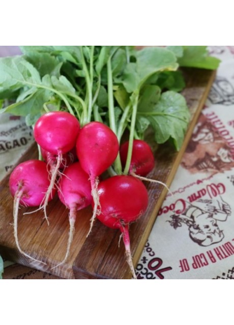 German Giant Radish