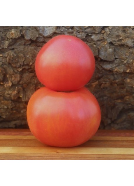 Giant Italian Tomato