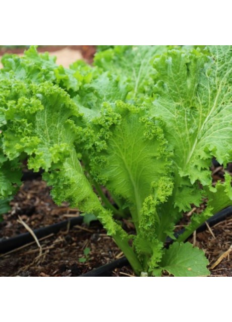 Green Wave Mustard