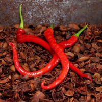 Hangjiao No. 4 Comets Tail