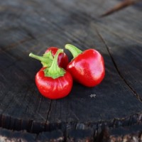 Iranian Cherry