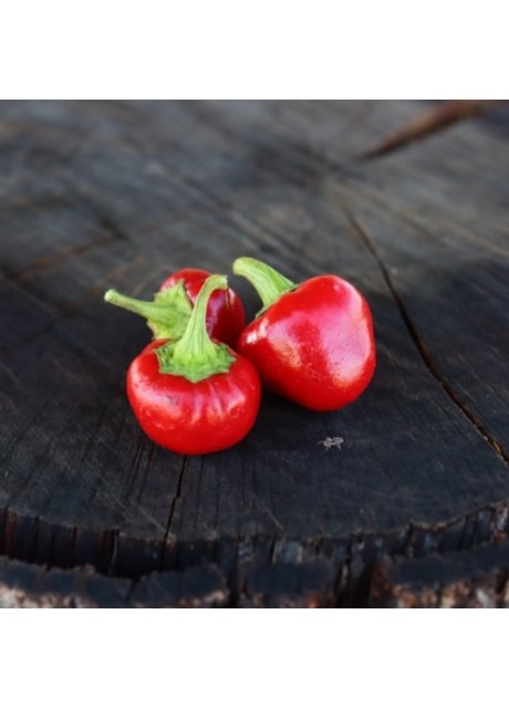 Iranian Cherry