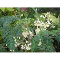 Moringa Tree