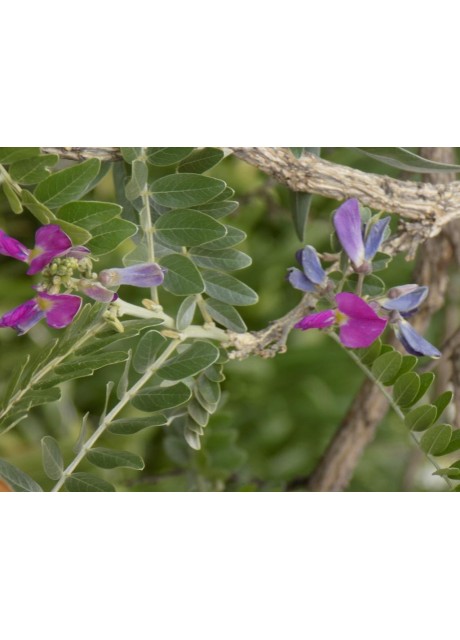 Cork Bush