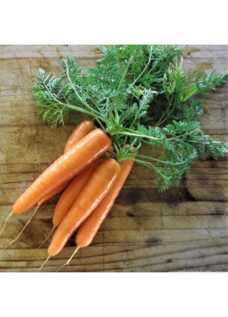 Nantes Carrot