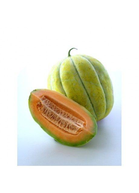 Navajo Yellow Melon