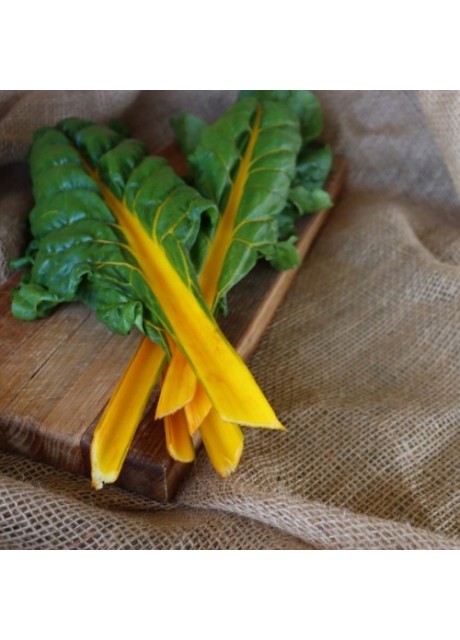 Orange Fantasia Swiss Chard