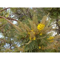 Weeping Wattle / African Wattle