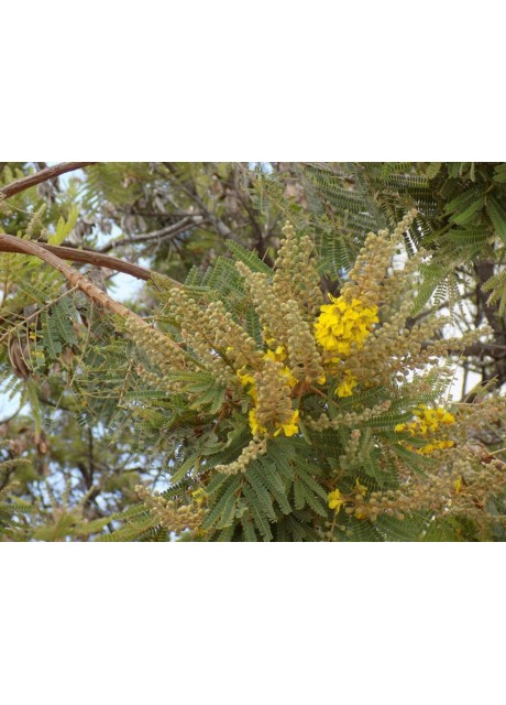 Weeping Wattle / African Wattle