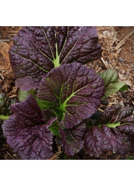 Osaka Purple Mustard