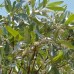 Silver Cluster Leaf - Terminalia sericea