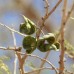 Umbrella Thorn Acacia - Vachellia tortilis