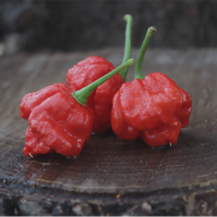 West African Scotch Bonnet