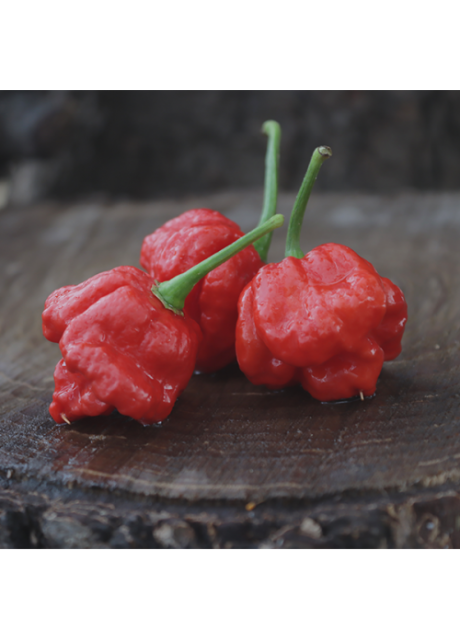 West African Scotch Bonnet West African Scotch Bonnet