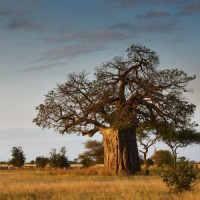 Baobab Tree - Adonsonia digitata