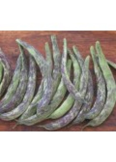 Albenga Bush Beans