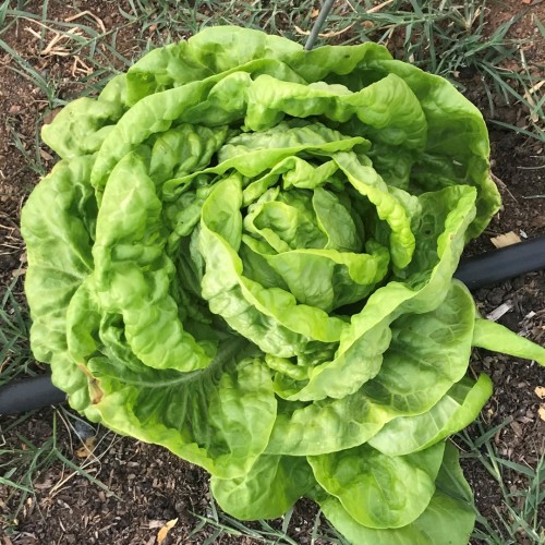 All Year Round Lettuce