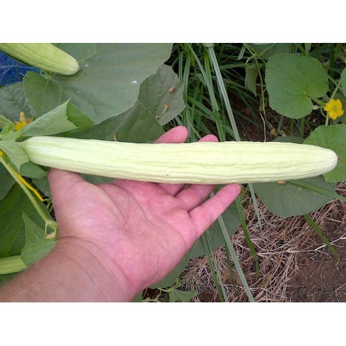 Armenian White Cucumber