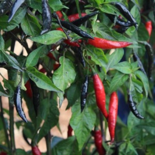 Assam Pepper