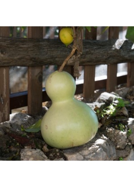Calabash Birdhouse Gourd