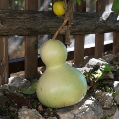 Calabash Birdhouse Gourd