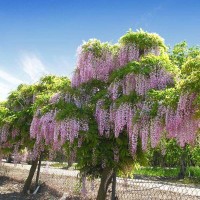 Tree Wisteria - Bolusanthus specious