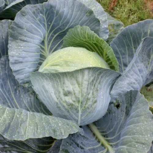 Cabbage Brunswick