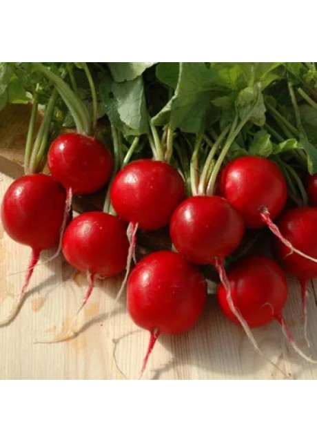 Giant Butter Globe Radish