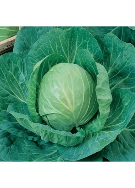 Green Express Cabbage
