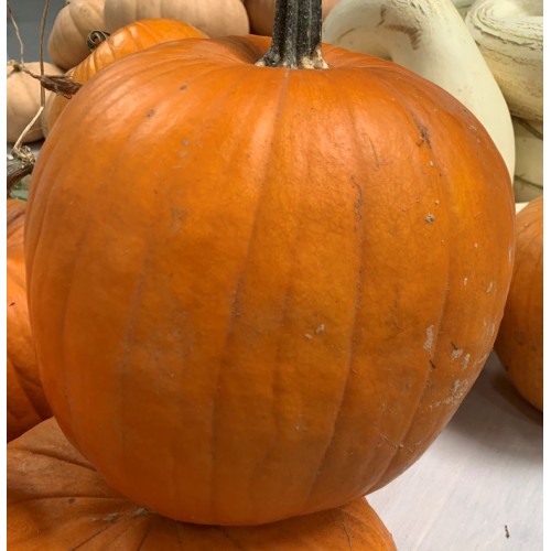 Connecticut Field Pumpkin | Gurneys Seed & Nursery Co.