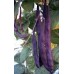 Cosse Violette Pole Bean
