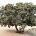PomPom Tree - Dias cotonifolia