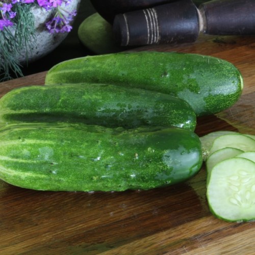 Double Yield Cucumber