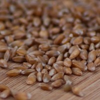 Einkorn Wheat