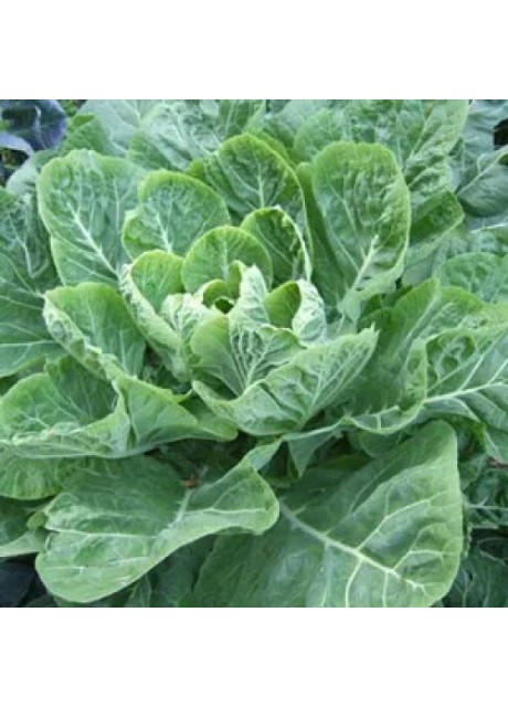 Georgia Southern Collards (Borecole)