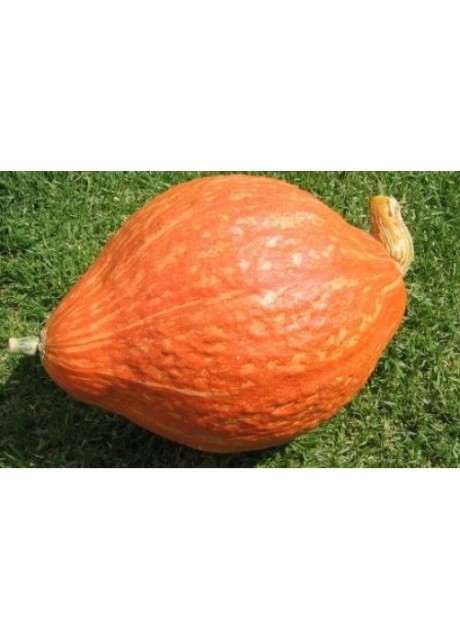 Golden Hubbard Squash