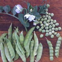 Greenfeast Peas