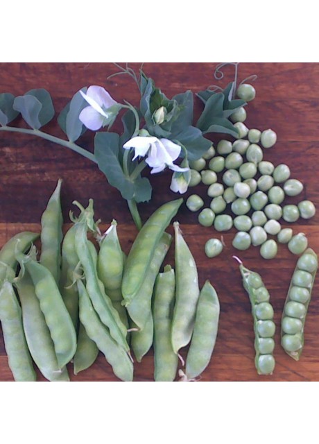 Greenfeast Peas